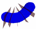 Precise Cross-Section Estimation on Tubular Organs