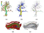 Centerline detection on partial mesh scans by confidence vote in accumulation map